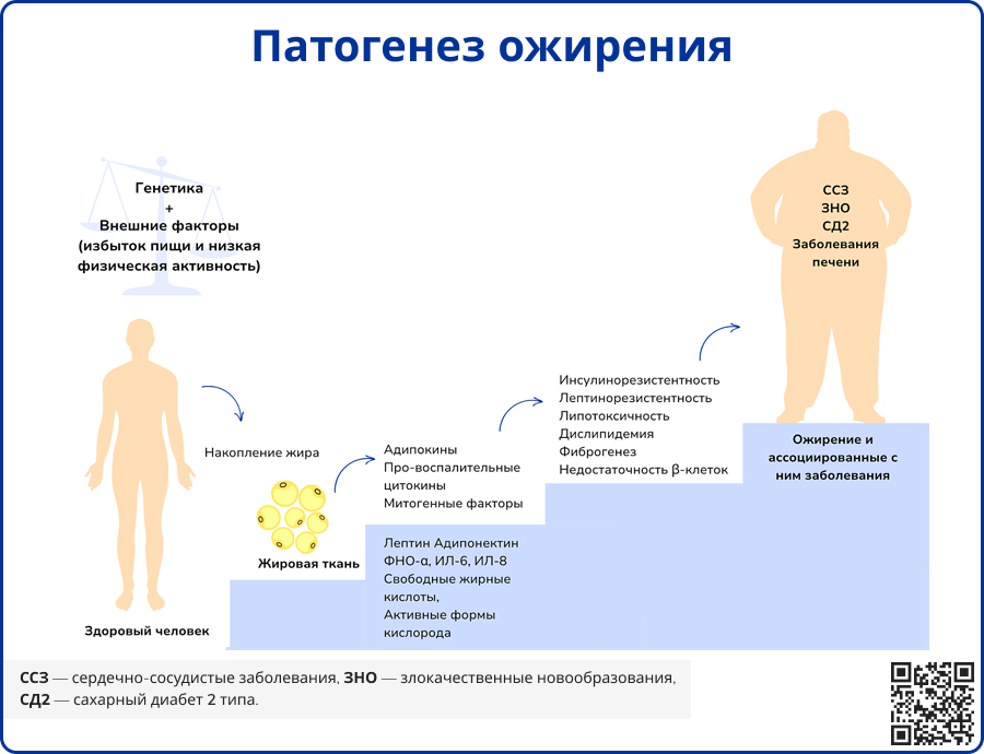 Патогенез ожирения